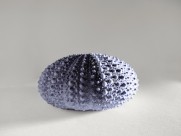 阳光下的海胆壳图片