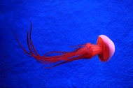 美丽的水母图片大全