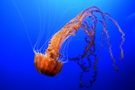 水母图片大全