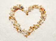 贝壳和海螺图片