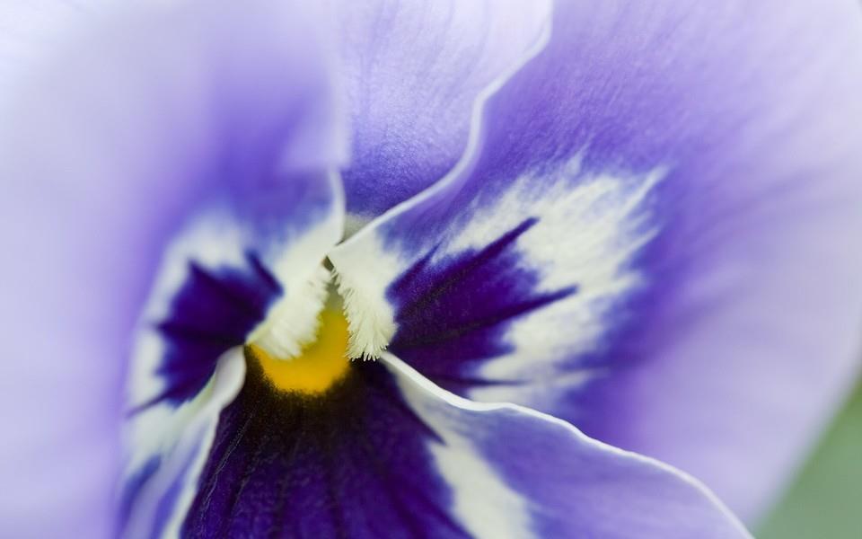 紫色花朵图片 紫色花朵图片大全