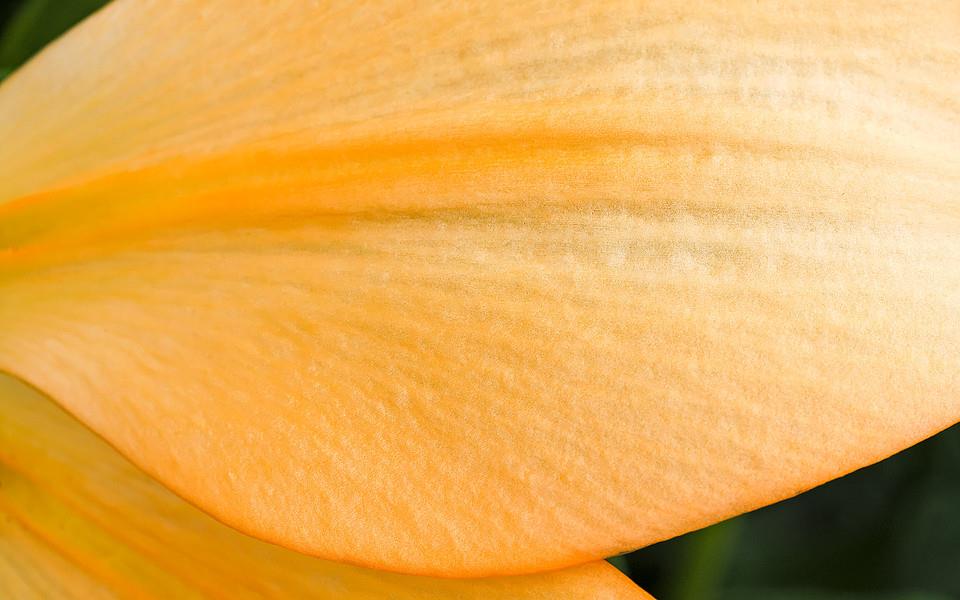 黄色花朵图片 黄色花朵图片大全