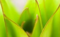 黄色花朵图片 黄色花朵图片大全