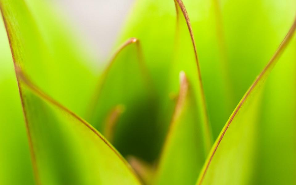 黄色花朵图片 黄色花朵图片大全