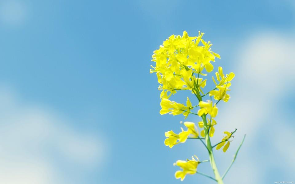 简单的小花图片大全