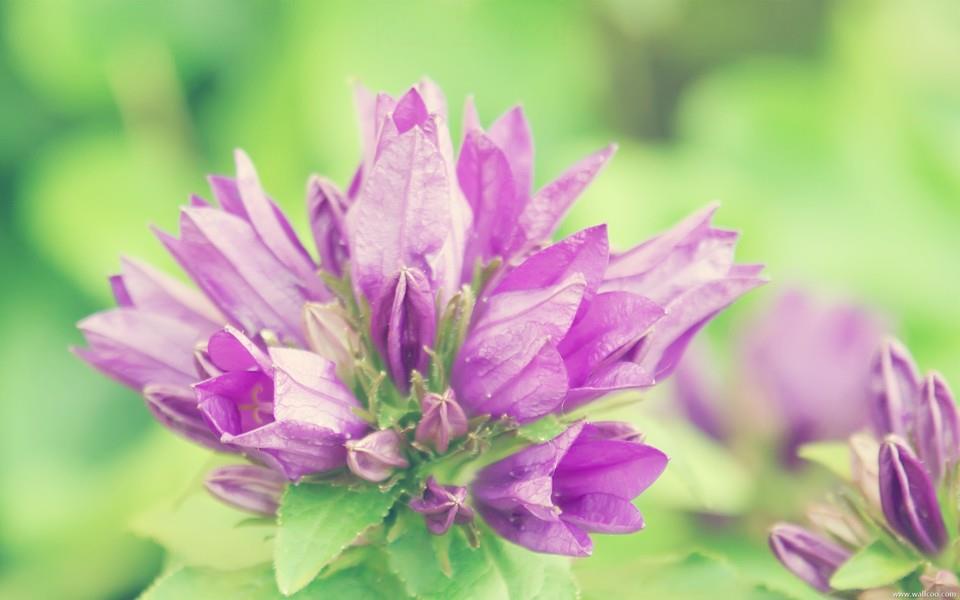 简单的小花图片大全