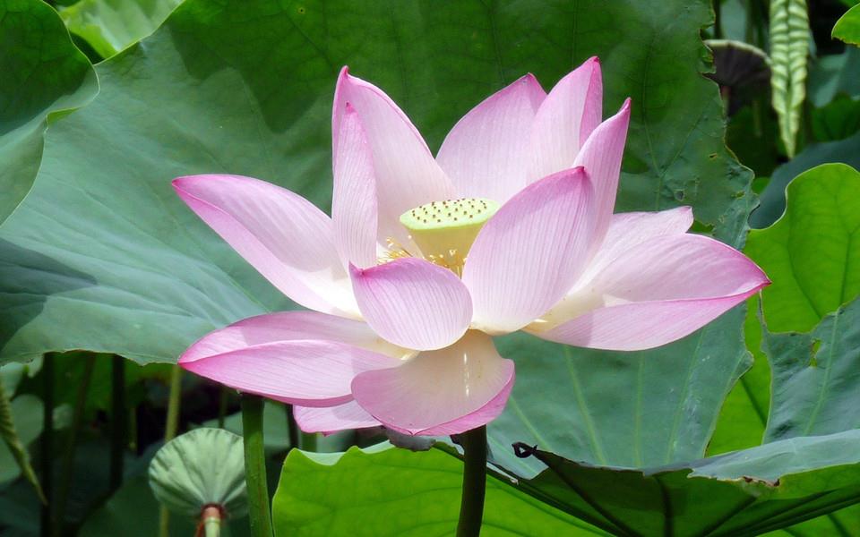 荷花高清桌面图片壁纸