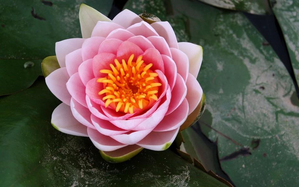 荷花高清桌面图片壁纸