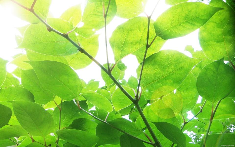 小清新花朵图片 小清新花朵图片大全