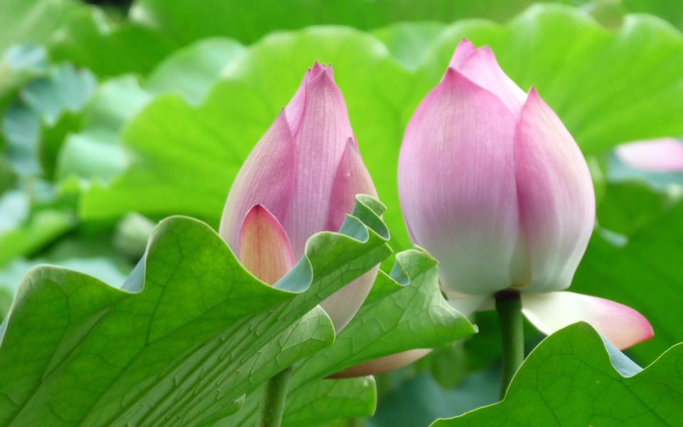 荷花高清桌面图片壁纸