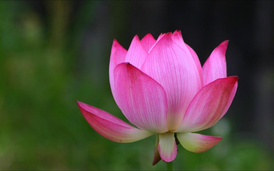 荷花高清桌面图片壁纸