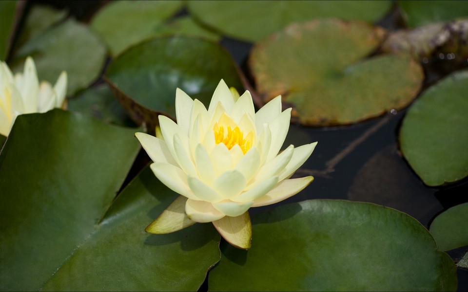 荷花高清桌面图片壁纸