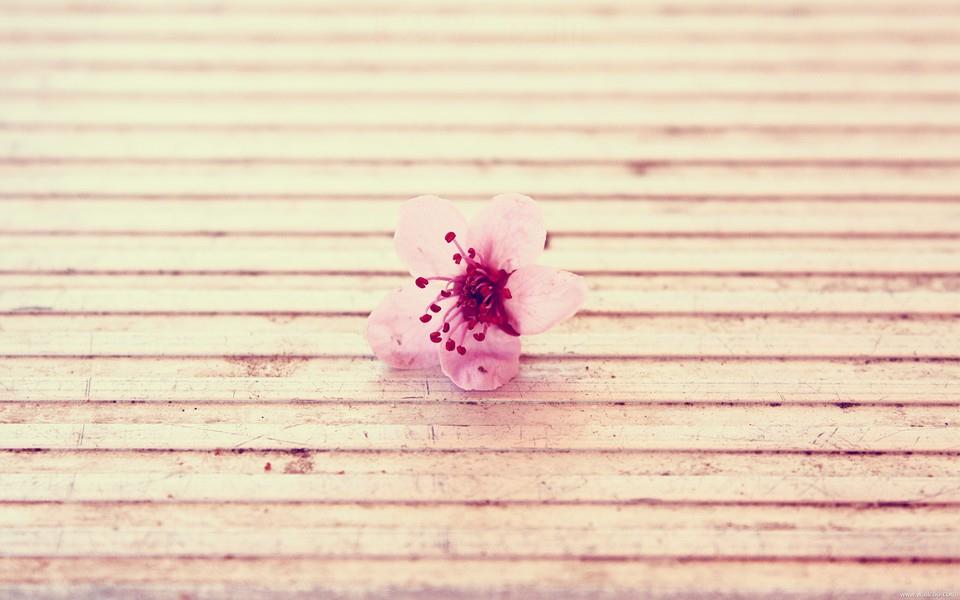 小清新花朵图片大全