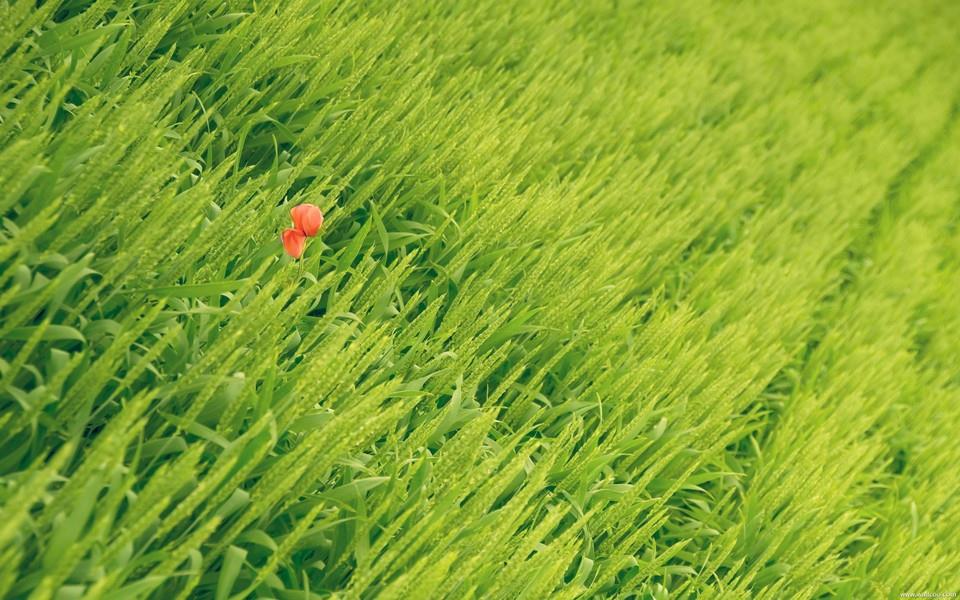 小清新花朵图片大全