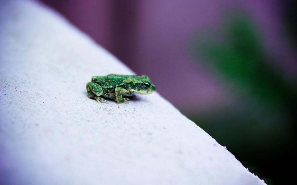 捕捉瞬间精彩高清桌面壁纸