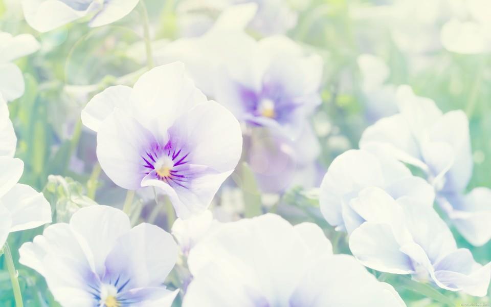 小清新花朵图片大全