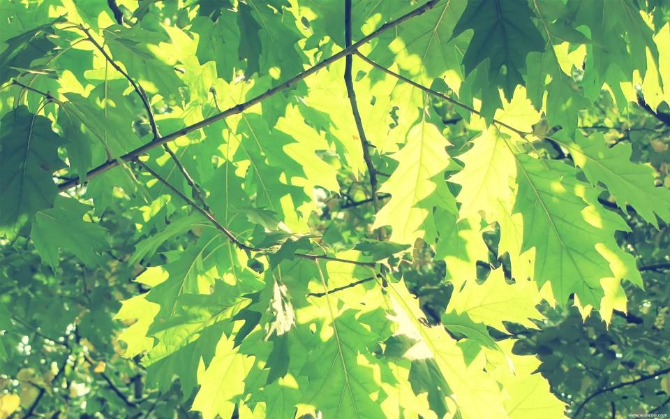 小清新花朵图片大全