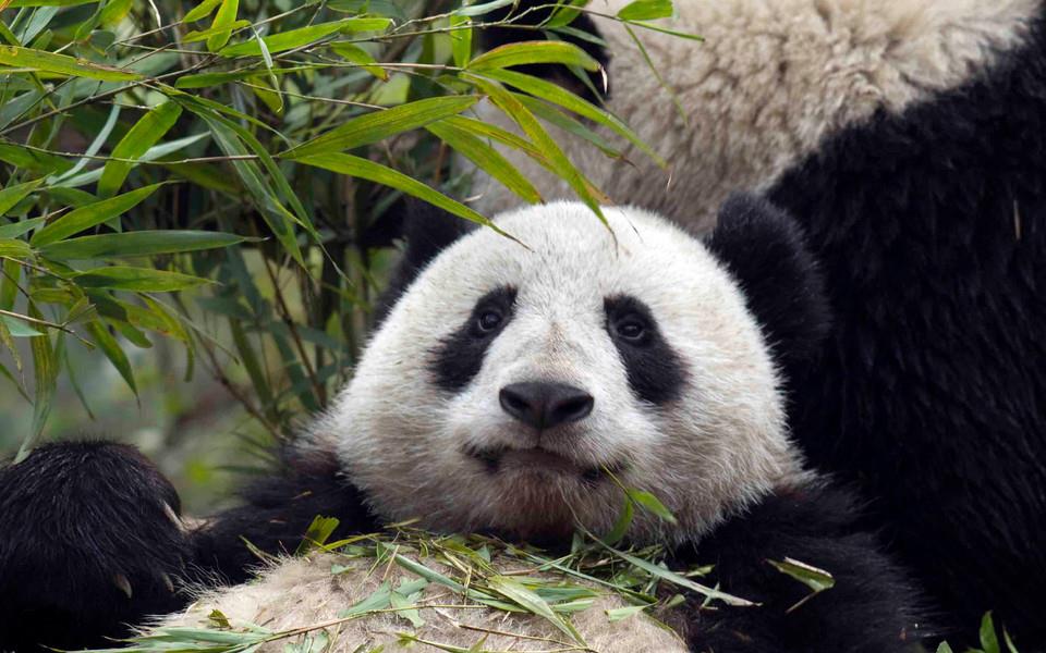 大熊猫图片 大熊猫图片大全