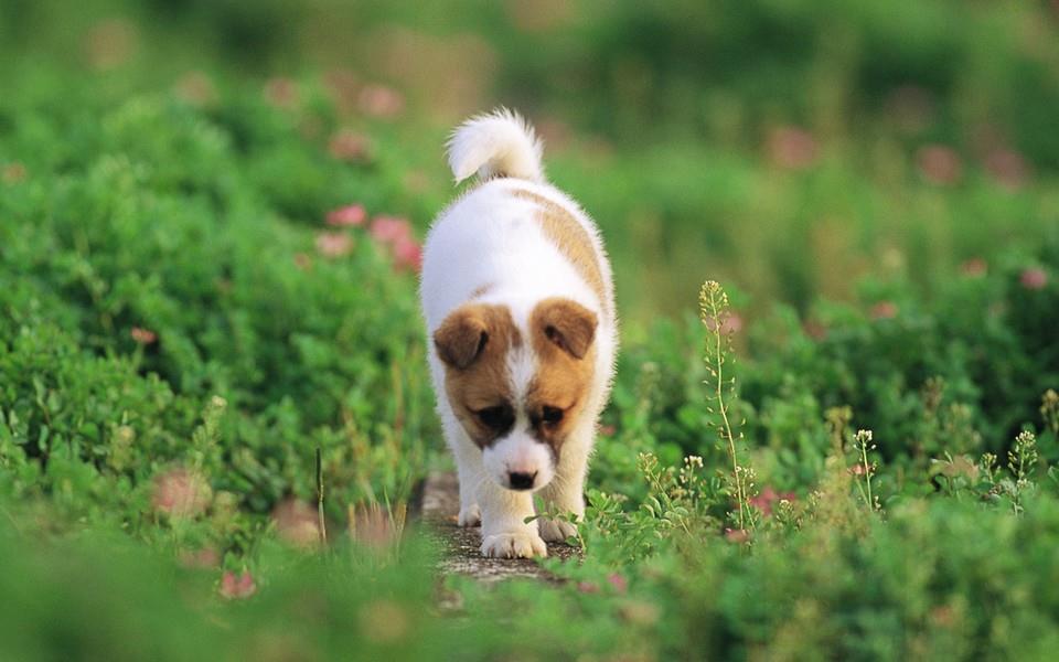 小狗狗图片 小狗狗图片大全