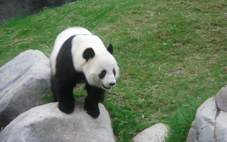 大熊猫图片 大熊猫图片大全