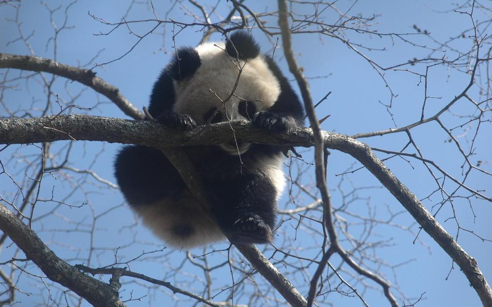 大熊猫图片 大熊猫图片大全