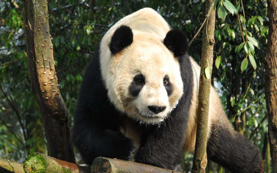 大熊猫图片 大熊猫图片大全