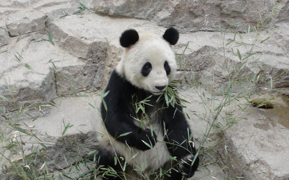 大熊猫图片 大熊猫图片大全