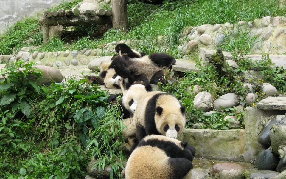 大熊猫图片 大熊猫图片大全