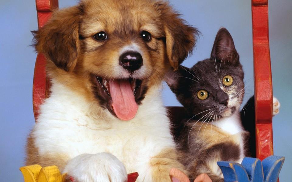 萌猫萌狗亲如一家图片