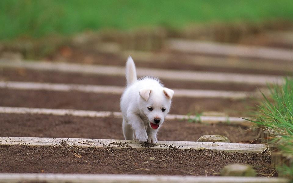 小狗狗图片 小狗狗图片大全
