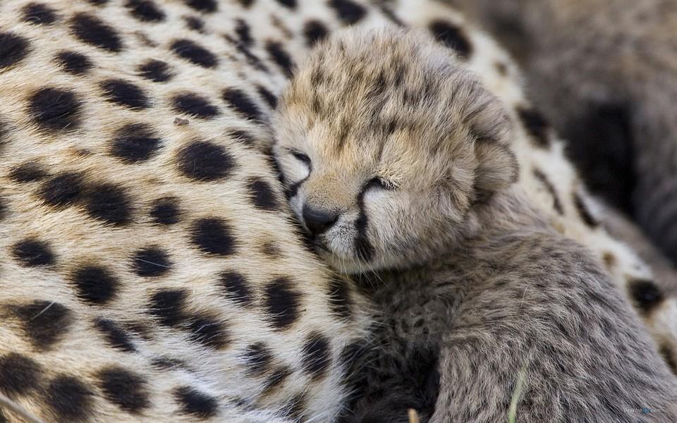 豹子图片 豹子图片大全