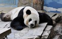 卖萌熊猫图片 卖萌熊猫图片大全