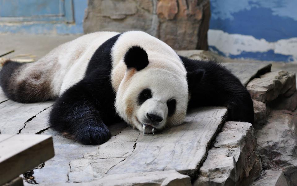 卖萌熊猫图片 卖萌熊猫图片大全