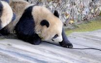 卖萌熊猫图片 卖萌熊猫图片大全