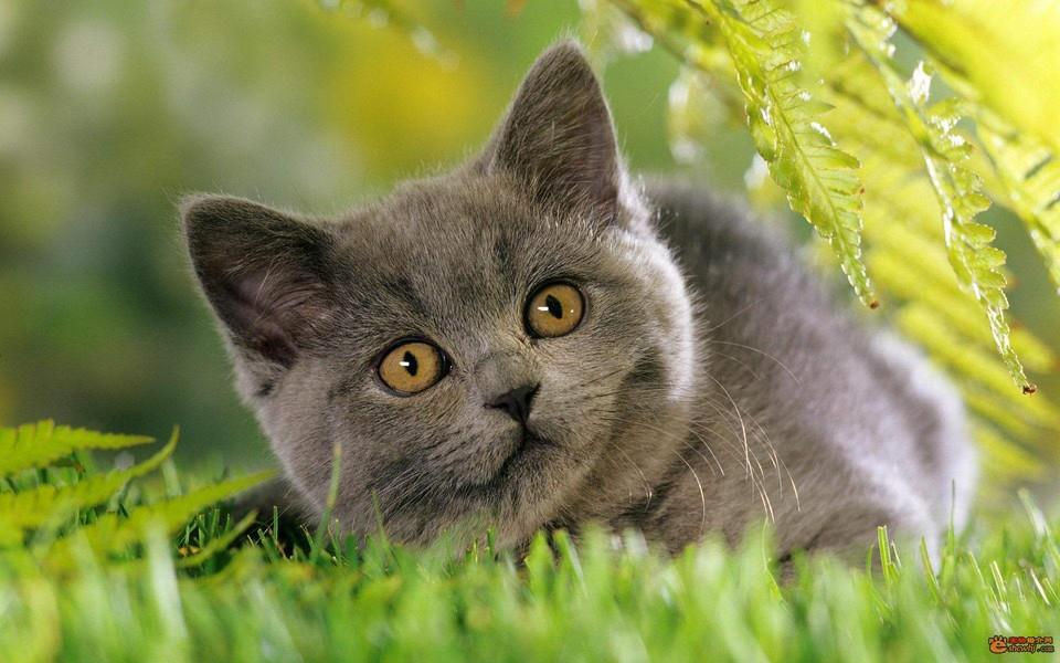 可爱猫咪高清图片