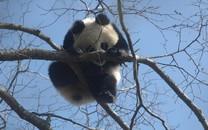 卖萌熊猫图片 卖萌熊猫图片大全