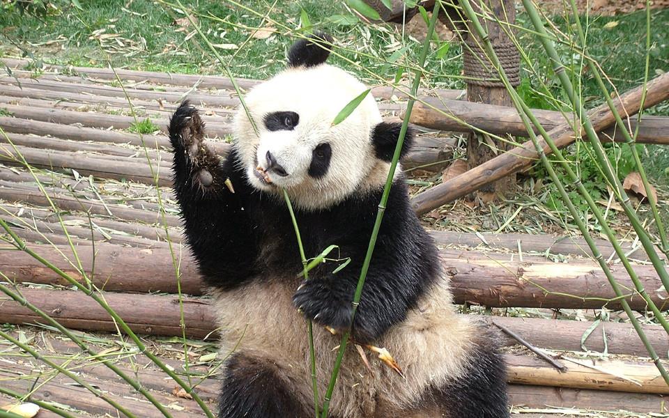 卖萌熊猫图片 卖萌熊猫图片大全