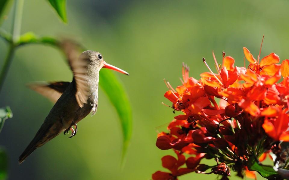 蜂鸟高清精美图片