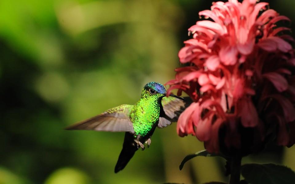 蜂鸟高清精美图片