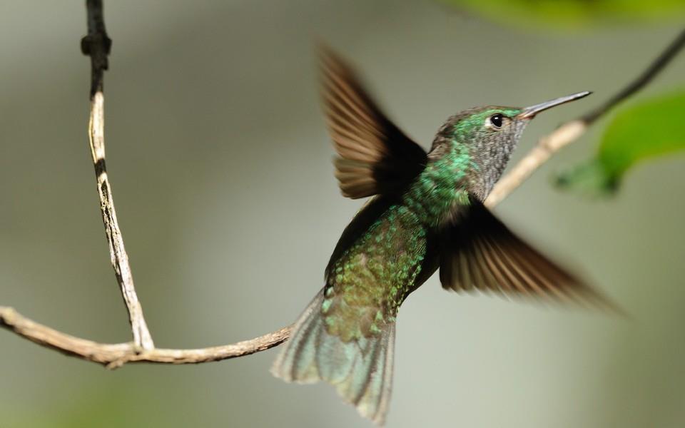 蜂鸟高清精美图片