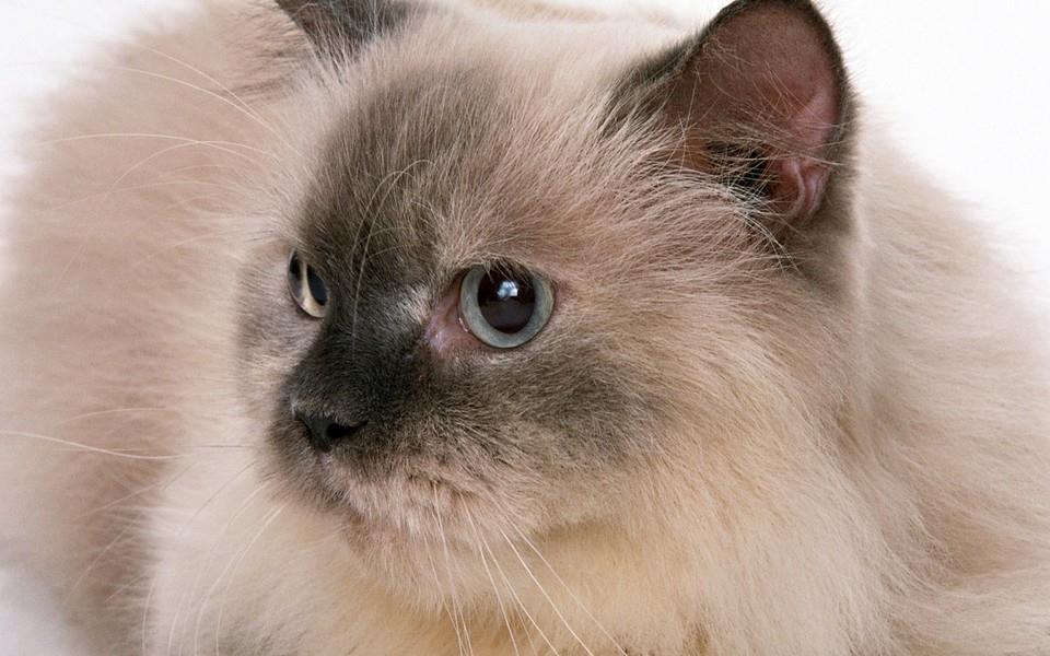 黑白相间的可爱小猫图片