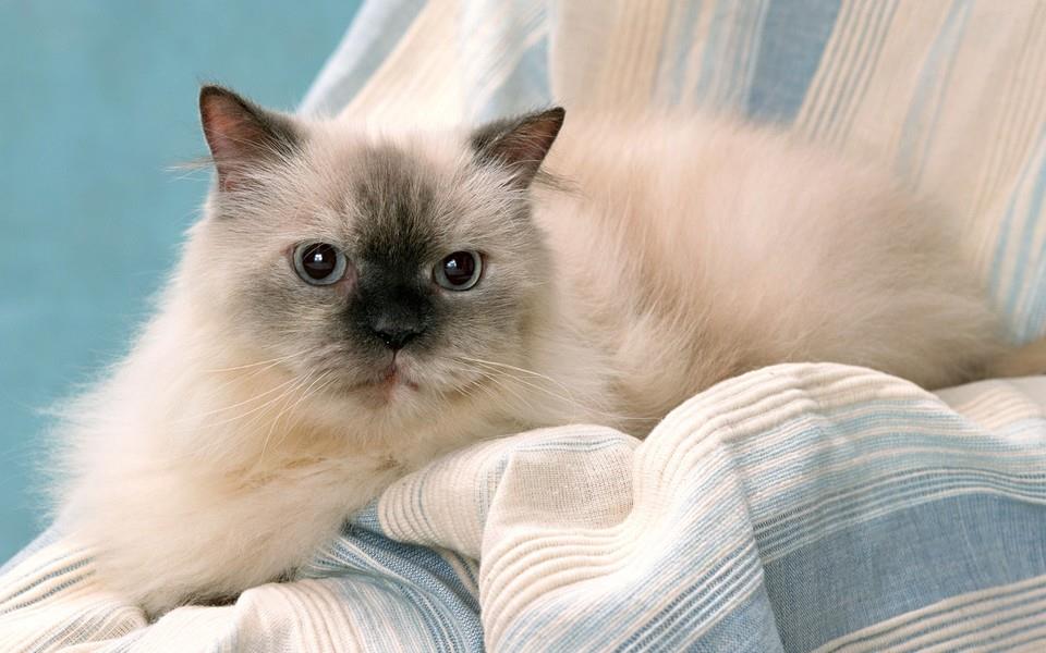 黑白相间的可爱小猫图片