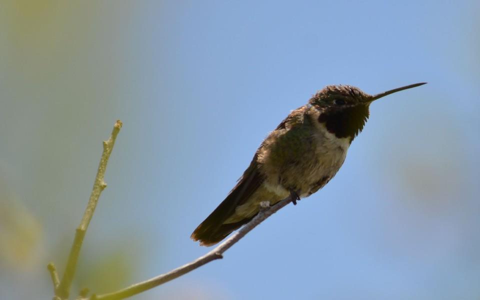 蜂鸟高清精美图片