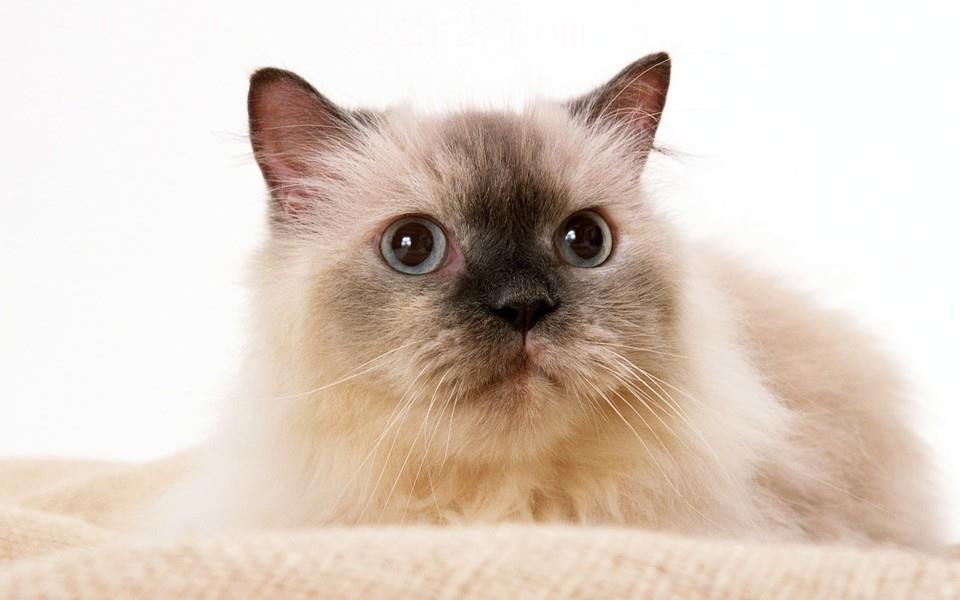 黑白相间的可爱小猫图片