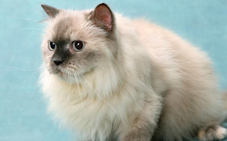 黑白相间的可爱小猫图片