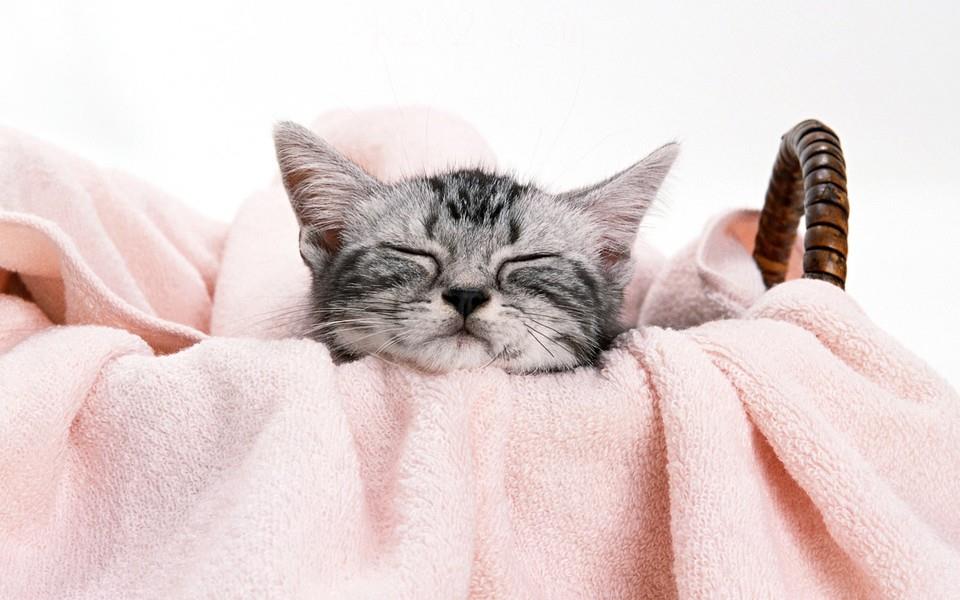 黑白相间的可爱小猫图片