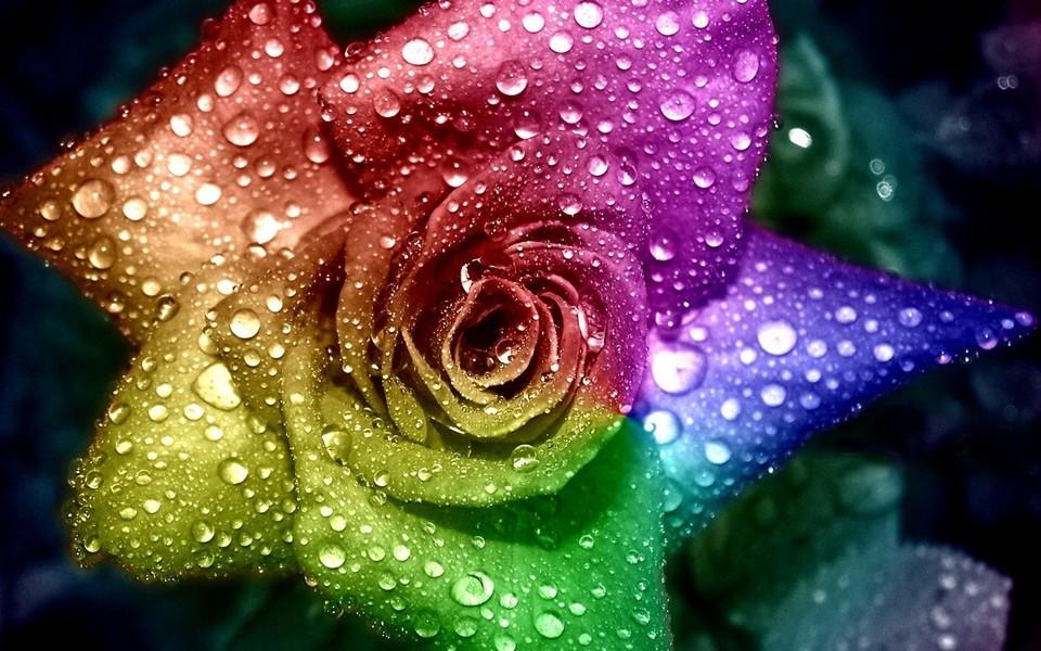 五颜六色的图片大全