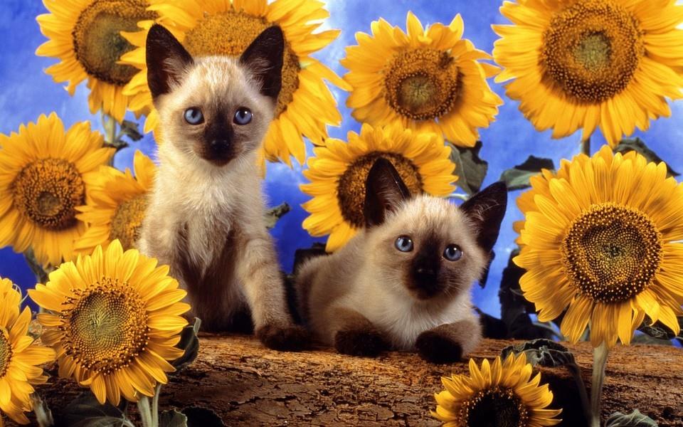 黑白相间的可爱小猫图片