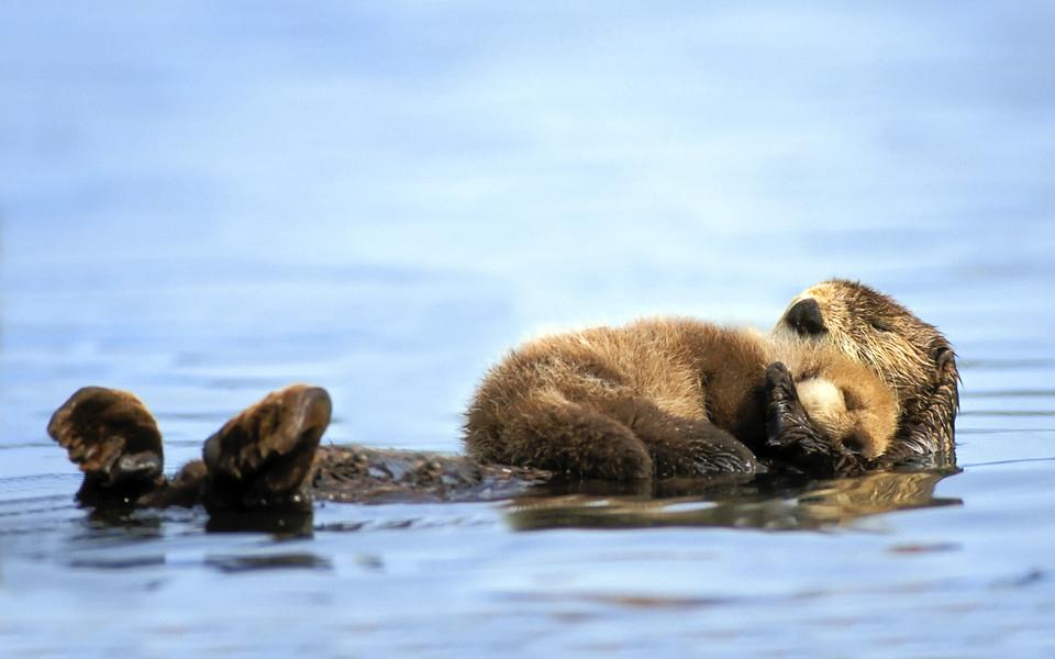 动物宝宝图片 动物宝宝图片大全