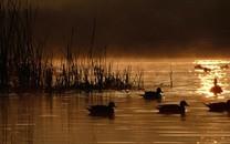 美丽鸟类高清图片